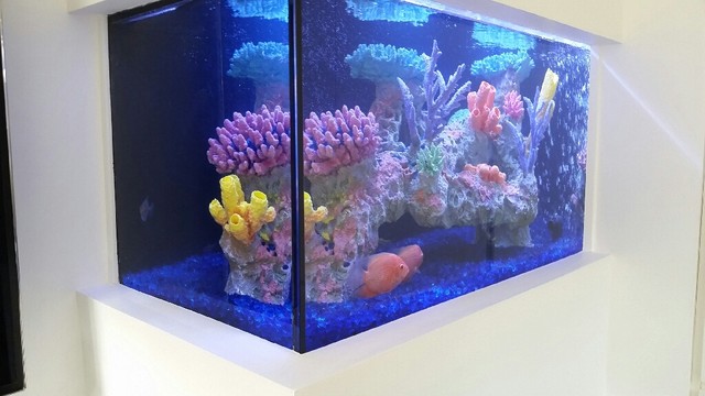 aquarium115.jpg