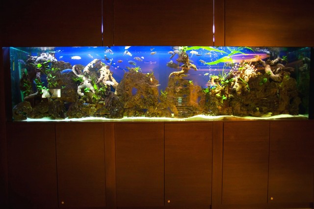 Как оформить аквариум самостоятельно: советы по дизайну водоемов